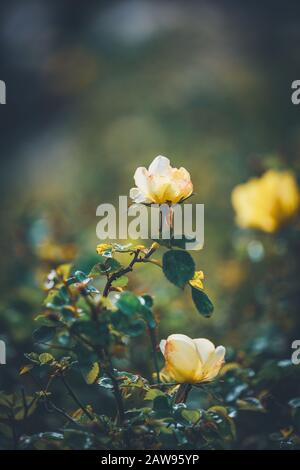 Fiori di una scommessa Figueras rosa cespuglio Foto Stock