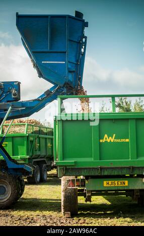 Thatchers Cider durante la raccolta delle mele Foto Stock