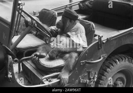 Orangutan con cappello seduto dietro il volante di una jeep Annotazione: DJK Data: 01/01/1947 luogo: Indonesia Indie Orientali olandesi : Unknown / DLC Copyright Titolare: National Archives Materiale tipo: Negativo (nero / bianco) archivio numero di inventario: Vedi accesso 2.24.04.02 Foto Stock