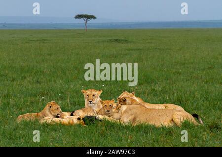 Gruppo di leoni a Maasai Mara, Kenya, Africa Foto Stock
