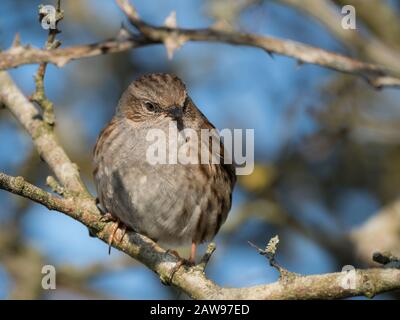 Uccello che perching di Dunnock Foto Stock