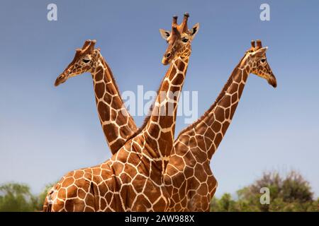 Giraffe reticolate a Samburu, Kenya Foto Stock