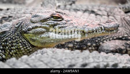 molti coccodrilli di alligatore pericolosi rettili carnivori si chiudono Foto Stock