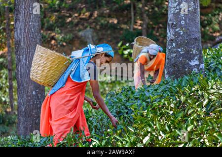 Donne locali nelle piantagioni di tè, in Nuwara Eliya, Sri Lanka Foto Stock