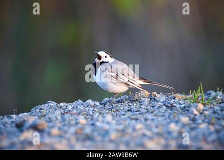 Puntone bianco su un terreno (Motacilla alba) Foto Stock