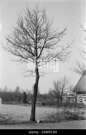 Dopo potatura Data: Unundated luogo: Gelderland, Wilp Parole Chiave: Quercia, potatura Persona Nome: Rovere nativo Foto Stock