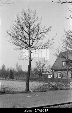 Dopo potatura Data: Unundated luogo: Gelderland, Wilp Parole Chiave: Quercia, potatura Persona Nome: Rovere nativo Foto Stock