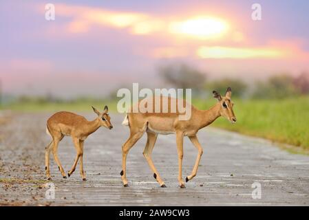 Impala vitello, impala bambino nel deserto dell'Africa Foto Stock