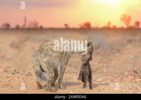 Hyena cucciolo, baby hyena nella natura selvaggia Foto Stock