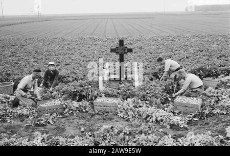 Scavo di un incidente durante la seconda guerra mondiale bombardiere britannico in Zwaagdijk scavo, data di scavo: 14 ottobre 1966 posizione: Nord Olanda Zwaagdijk Parole Chiave: Scavo, scavi Foto Stock