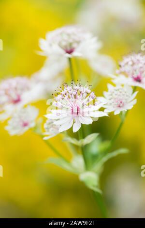 Astrantia cresce in un giardino di campagna inglese, Northumberland, Inghilterra Foto Stock