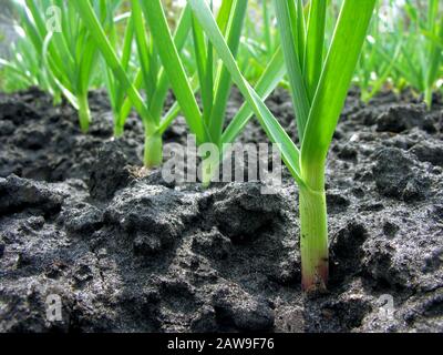 piantagione di aglio organicamente coltivata nell'orto, selettiva attenzione a rinunciare Foto Stock