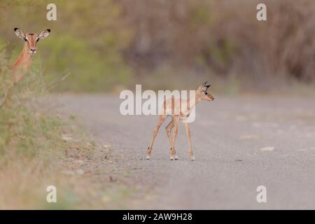 Impala vitello, impala bambino nel deserto dell'Africa Foto Stock