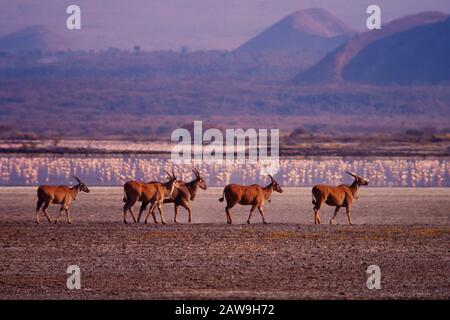 Grande Rift Valley affettare attraverso il Kenya centrale e meridionale. Lago elementaita. Eland. Foto Stock