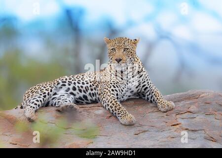 Leopardo nel deserto dell'Africa Foto Stock