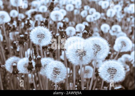 Sorprendentemente grande numero di dandelions in un campo sull'isola di Japonski vicino al centro di Sitka, Alaska, Stati Uniti. Foto Stock