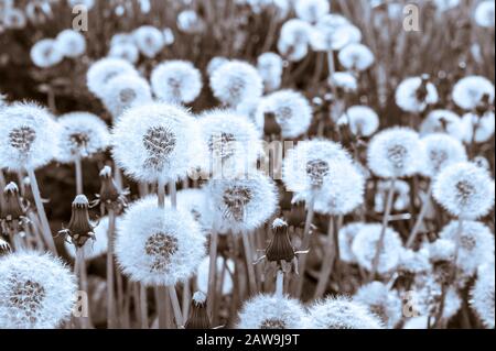 Sorprendentemente grande numero di dandelions in un campo sull'isola di Japonski vicino al centro di Sitka, Alaska, Stati Uniti. Foto Stock