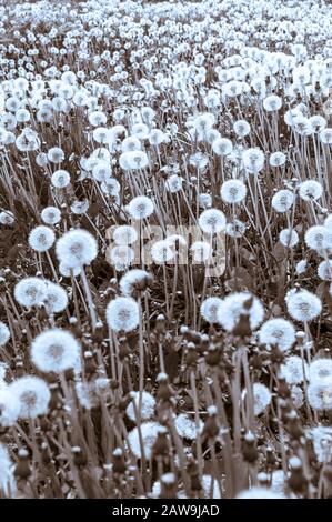 Sorprendentemente grande numero di dandelions in un campo sull'isola di Japonski vicino al centro di Sitka, Alaska, Stati Uniti. Foto Stock