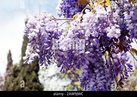 Una lussureggiante glicine fiorita nel giardino primaverile. Fiori wisteria viola in foglie verdi. Foto Stock