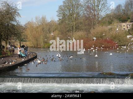 Persone che alimentano uccelli sul fiume Wye a Bakewell, Derbyshire Foto Stock