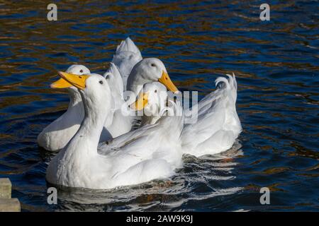 Quattro anatre bianche di pekin (anche note come anatre di Aylesbury o di Long Island) unite a nuotare in una fredda giornata invernale Foto Stock