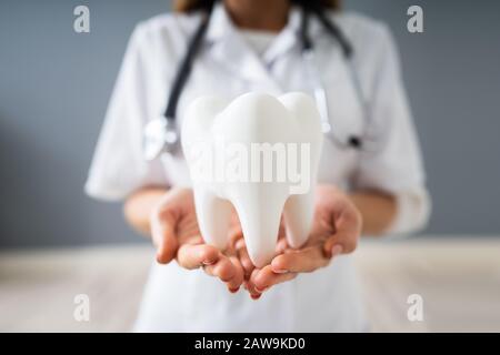 Foto del medico il dente di ritegno modello In mani Foto Stock