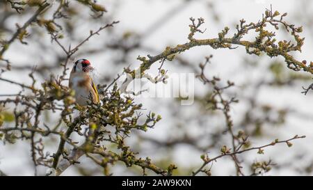 Un bel orafo appollaiato in alto in un albero con una bocca piena di soffice materiale bianco nidificante Foto Stock