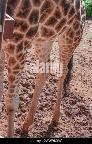 primo piano delle gambe della giraffa Foto Stock