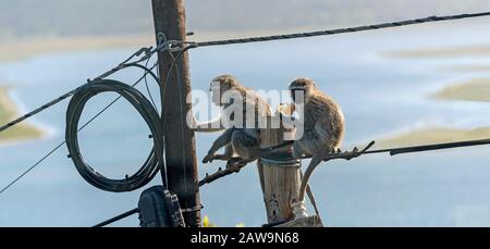Hermanus, Capo Occidentale, Sud Africa. Dicembre 2019. Due scimmie Vervet che mangiano e giocano vicino a una scatola di derivazione elettrica su un palo del telegrafo sulla parte superiore di Foto Stock
