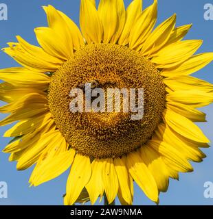 Bumblebees (bombus) sono importanti impollinatori. Recenti ricerche indicano che i bumblebei sono molto meno comuni e stanno affrontando l'estinzione a causa del clima Foto Stock