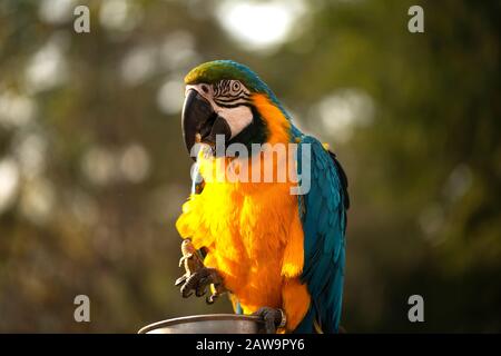 Il macaw blu e giallo, blu e oro macaw mangiare noci nello zoo, è un membro del grande gruppo di pappagalli Neotropici Foto Stock