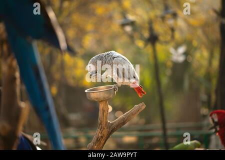 Il pappagallo Psittacus grigio tenendo e mangiando un dado in zoo Foto Stock