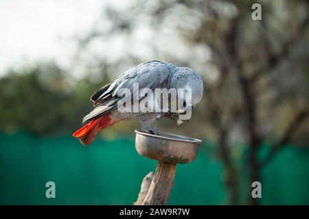 Il pappagallo Psittacus grigio tenendo e mangiando un dado in zoo Foto Stock
