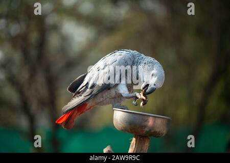 Il pappagallo Psittacus grigio tenendo e mangiando un dado in zoo Foto Stock