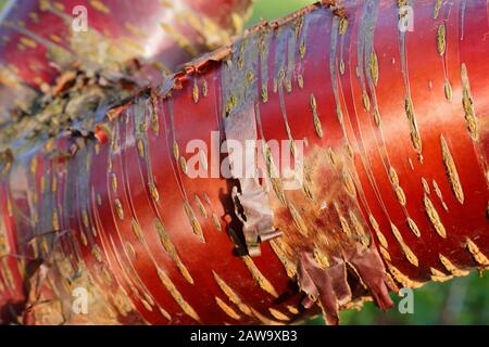 Prunus serrula. Tibetano Cherry che mostra distintamente rame colorato corteccia lucida in inverno. REGNO UNITO Foto Stock