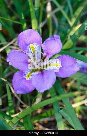 Iris unguicularis. Fioriture viola profondo dell'iride algerina in inverno - gennaio. REGNO UNITO Foto Stock