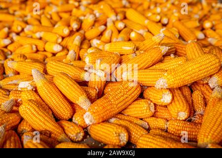 Mais giallo dolce crudo, mercato locale Foto Stock