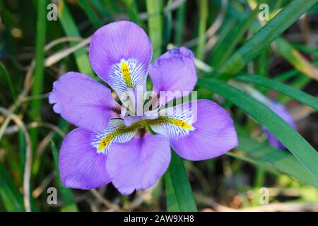 Iris unguicularis. Fioriture viola profondo dell'iride algerina in inverno - gennaio. REGNO UNITO Foto Stock