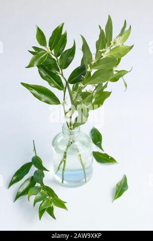 Sarcocca confusa. Ciuffi di flowering scatola d'inverno dolce in un vaso per profumare una stanza. REGNO UNITO Foto Stock