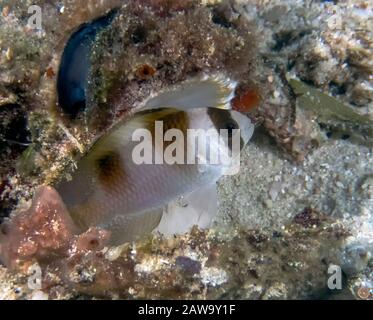 Demoiselle a bande nere (Amblypomacentrus breviceps) Foto Stock