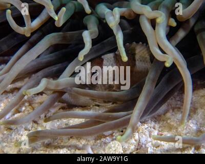 Demoiselle a bande nere (Amblypomacentrus breviceps) Foto Stock