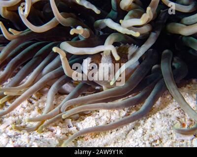 Demoiselle a bande nere (Amblypomacentrus breviceps) Foto Stock