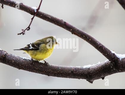 American Gold Finch in granchio innevato melo. Foto Stock