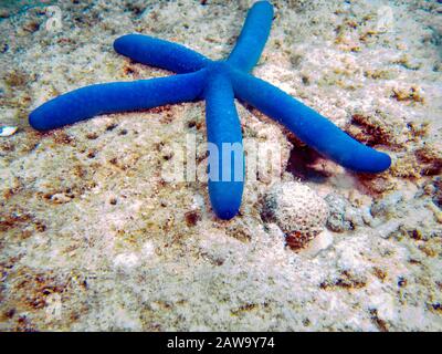Blue Sea Star (Linckia Laevigata) Foto Stock
