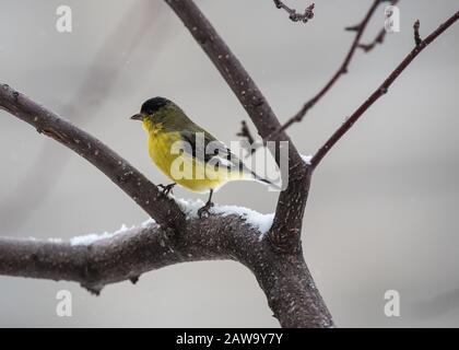American Gold Finch in granchio innevato melo. Foto Stock