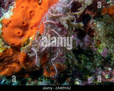 Una Stella fragile di mare (Ophiuroidea sp.) Foto Stock