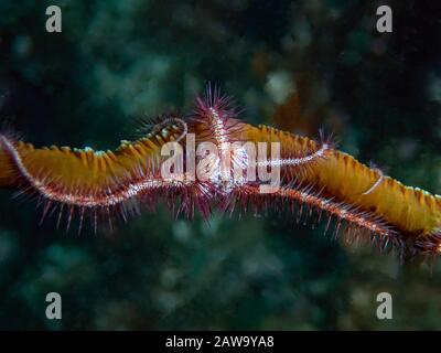 Una Stella fragile di mare (Ophiuroidea sp.) Foto Stock