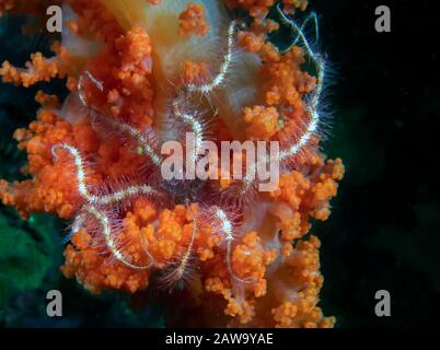 Una Stella fragile di mare (Ophiuroidea sp.) Foto Stock