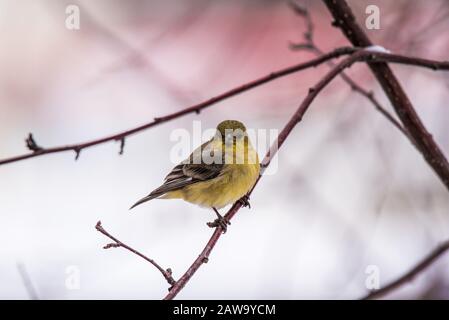 American Gold Finch in granchio innevato melo. Foto Stock