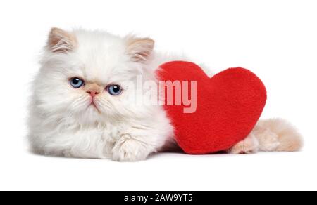 Carino amante valentine persiano colorpoint gattino con un cuore rosso, isolato su sfondo bianco Foto Stock